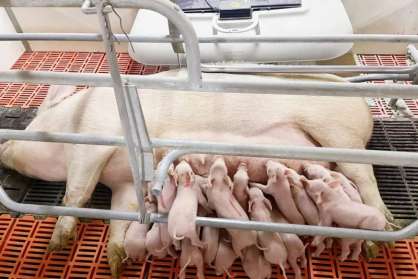 猪星探│10对乳头“超级奶猪”，出生健仔17头，均重1.58kg，不仅产的多，更能养得活！